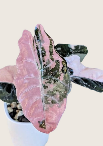(New) Alocasia Chantrieri Pink Tissue Culture - Grower Choice