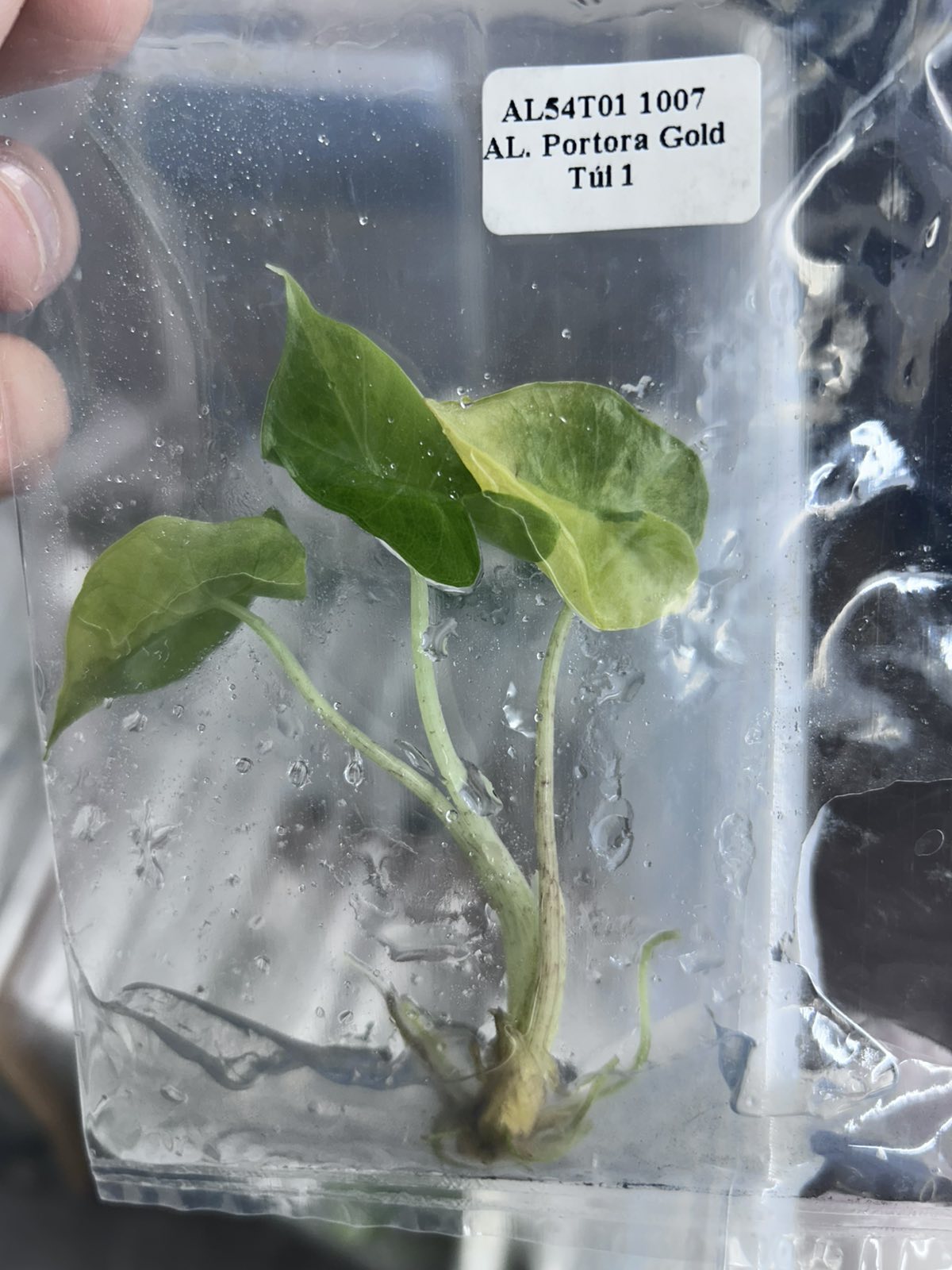 (New) Alocasia Portora Gold Tissue Culture - Grower's Choice