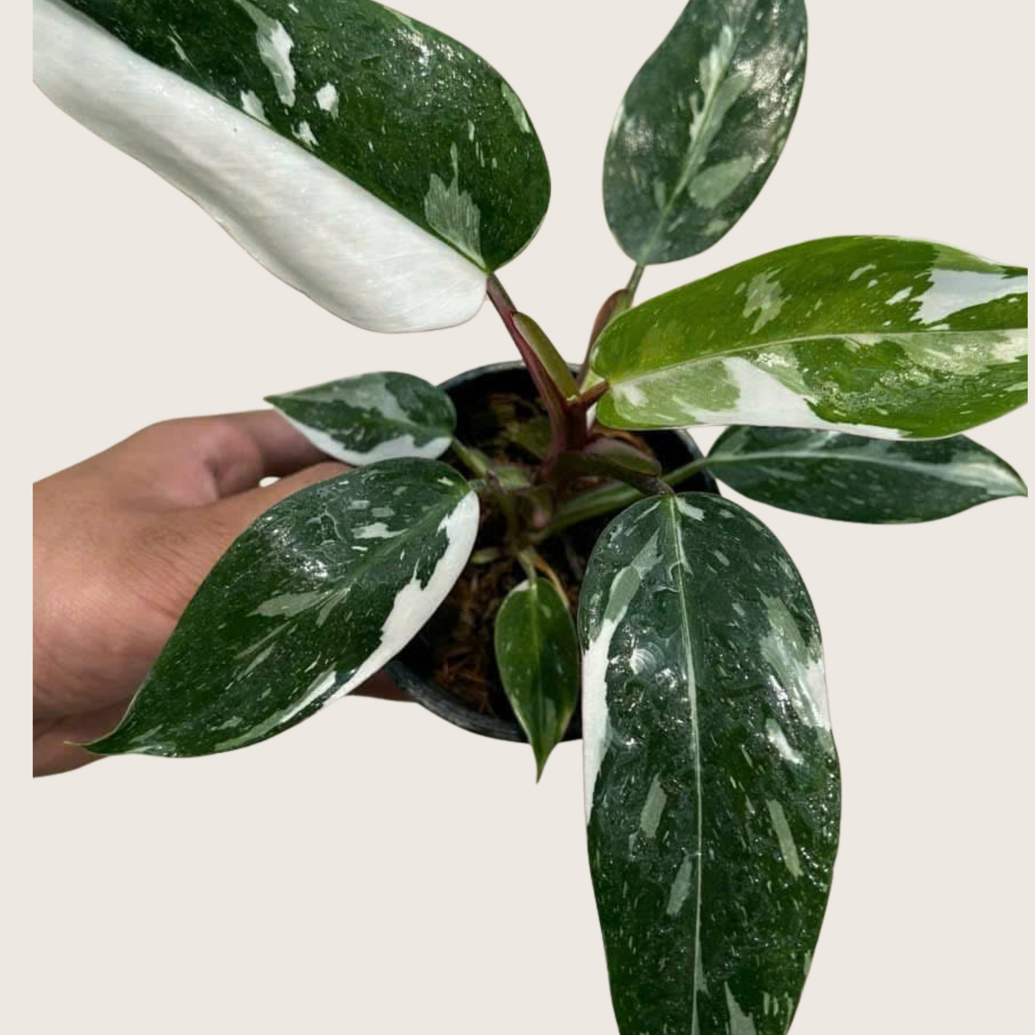 Philodendron White Princess Tissue Culture - Grower's Choice