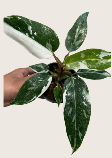 Philodendron White Princess Tissue Culture - Grower's Choice