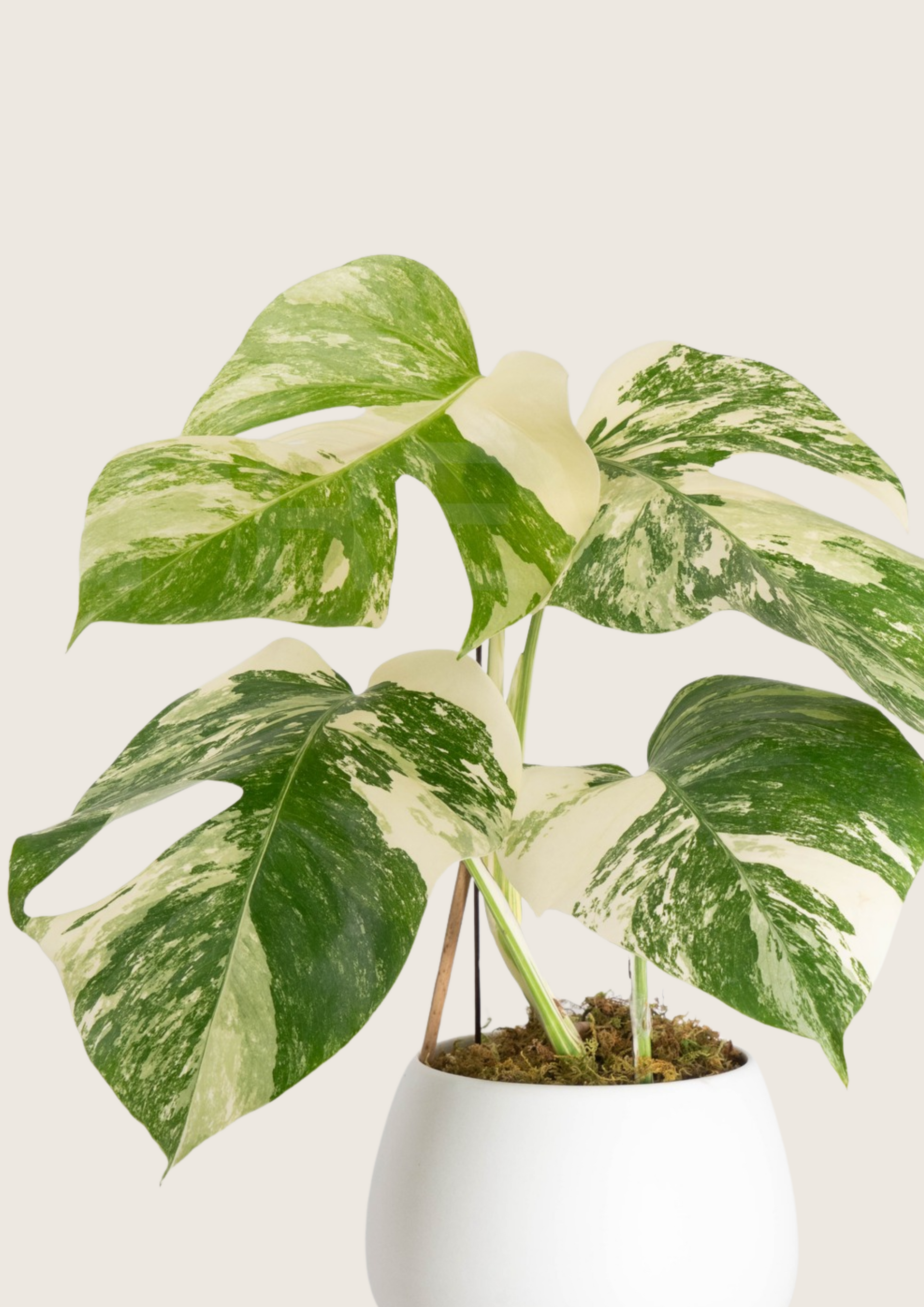 monstera deliciosa albo variegated Monstera Deliciosa Albo Tissue Culture