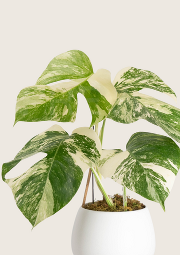 Monstera Deliciosa Albo Tissue Culture - Grower's Choice