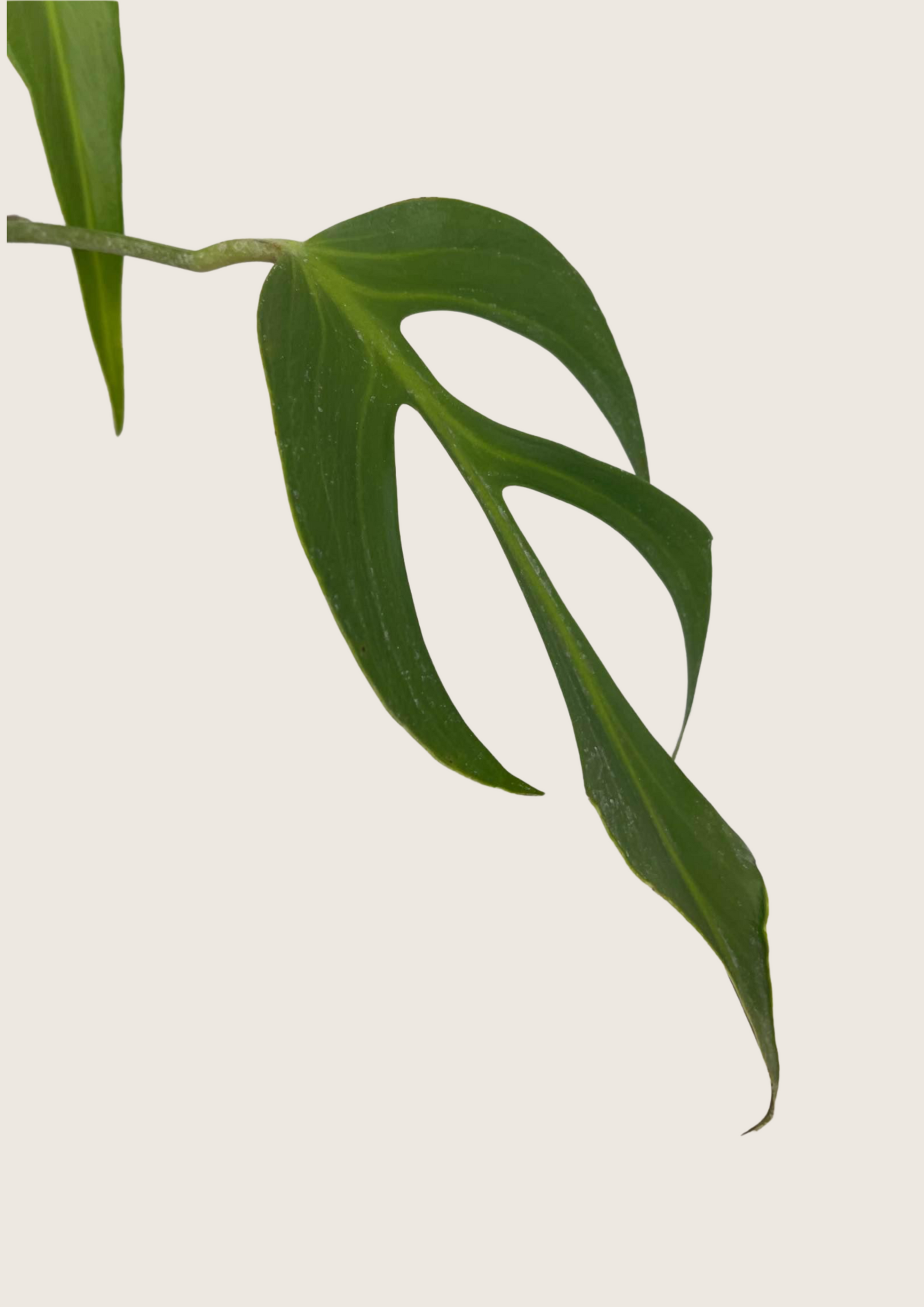 monstera burle marx Monstera Burle Marx Flame Tissue Culture