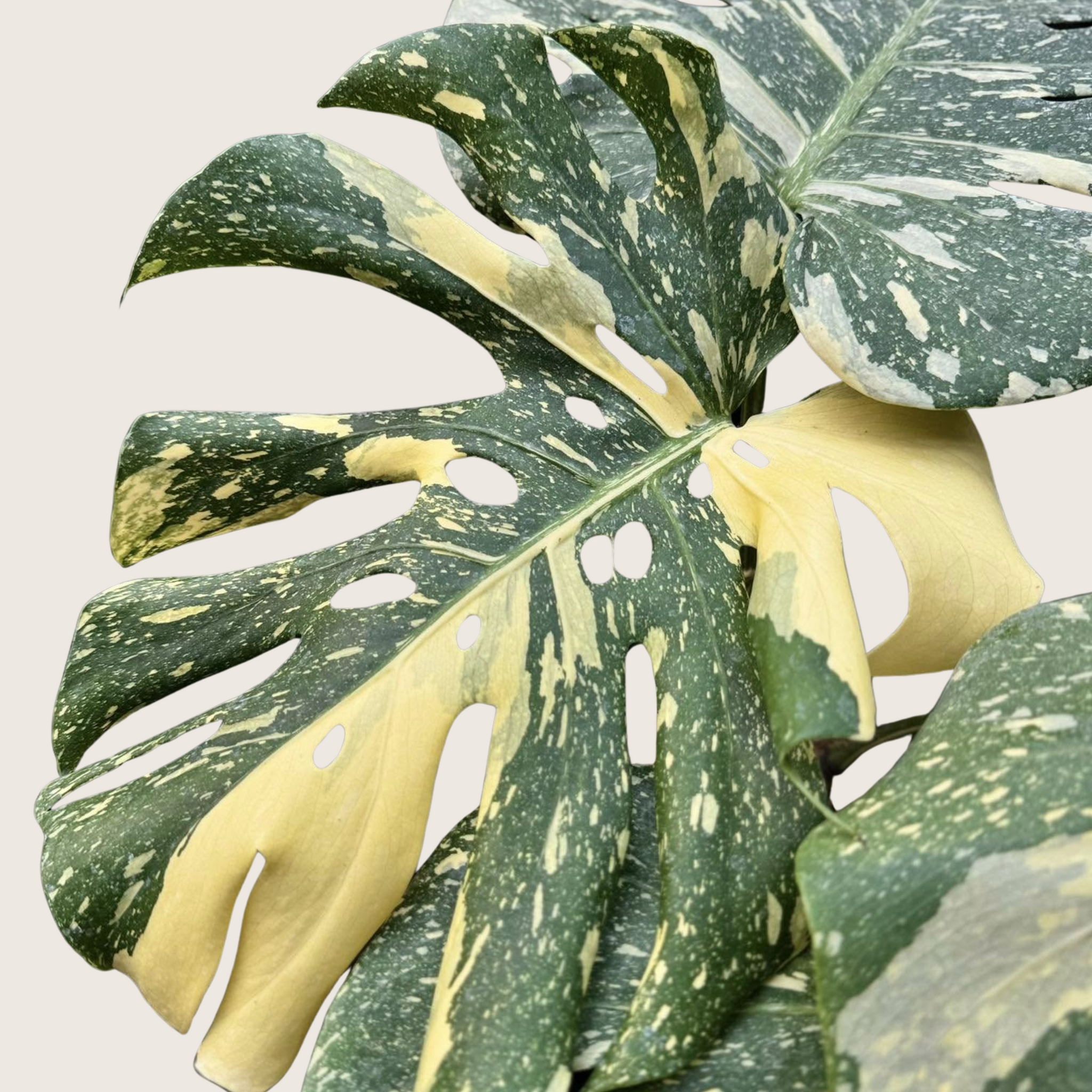 monstera deliciosa thai constellation variegated Monstera Thai Constellation High Variegation TC