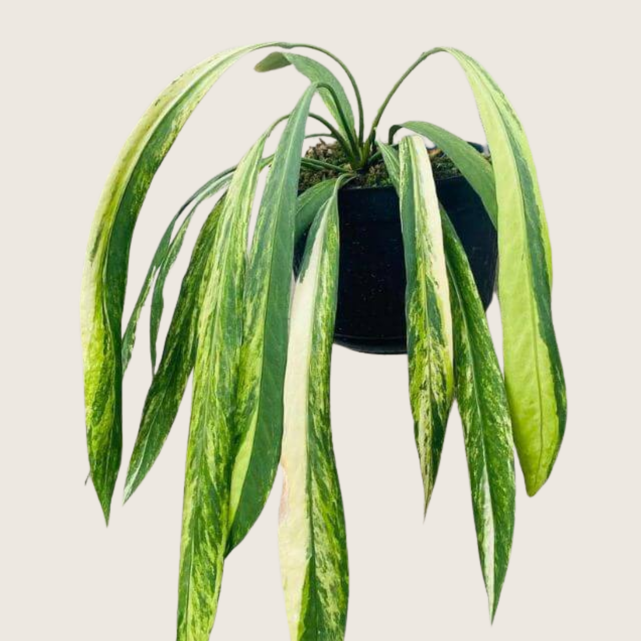 anthurium palidifolium variegated Anthurium Vittarifolium Variegated Tissue Culture