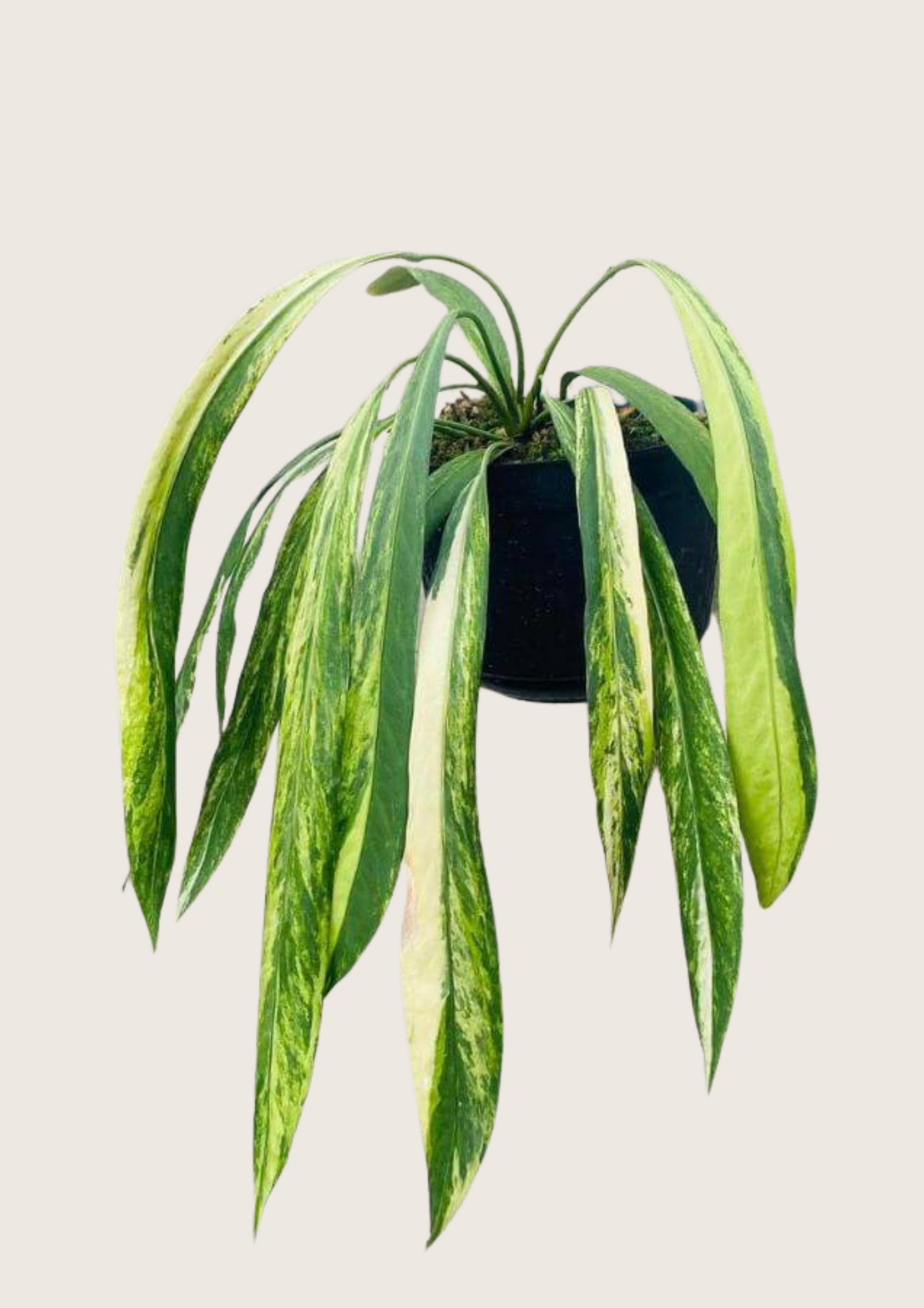 anthurium vittarifolium variegated care Anthurium Vittarifolium Variegated Tissue Culture