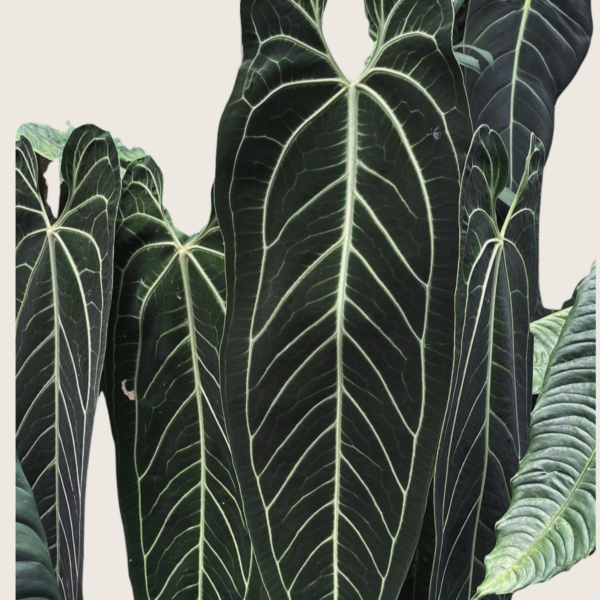 anthurium dark sports Anthurium Dark Queen Tissue Culture