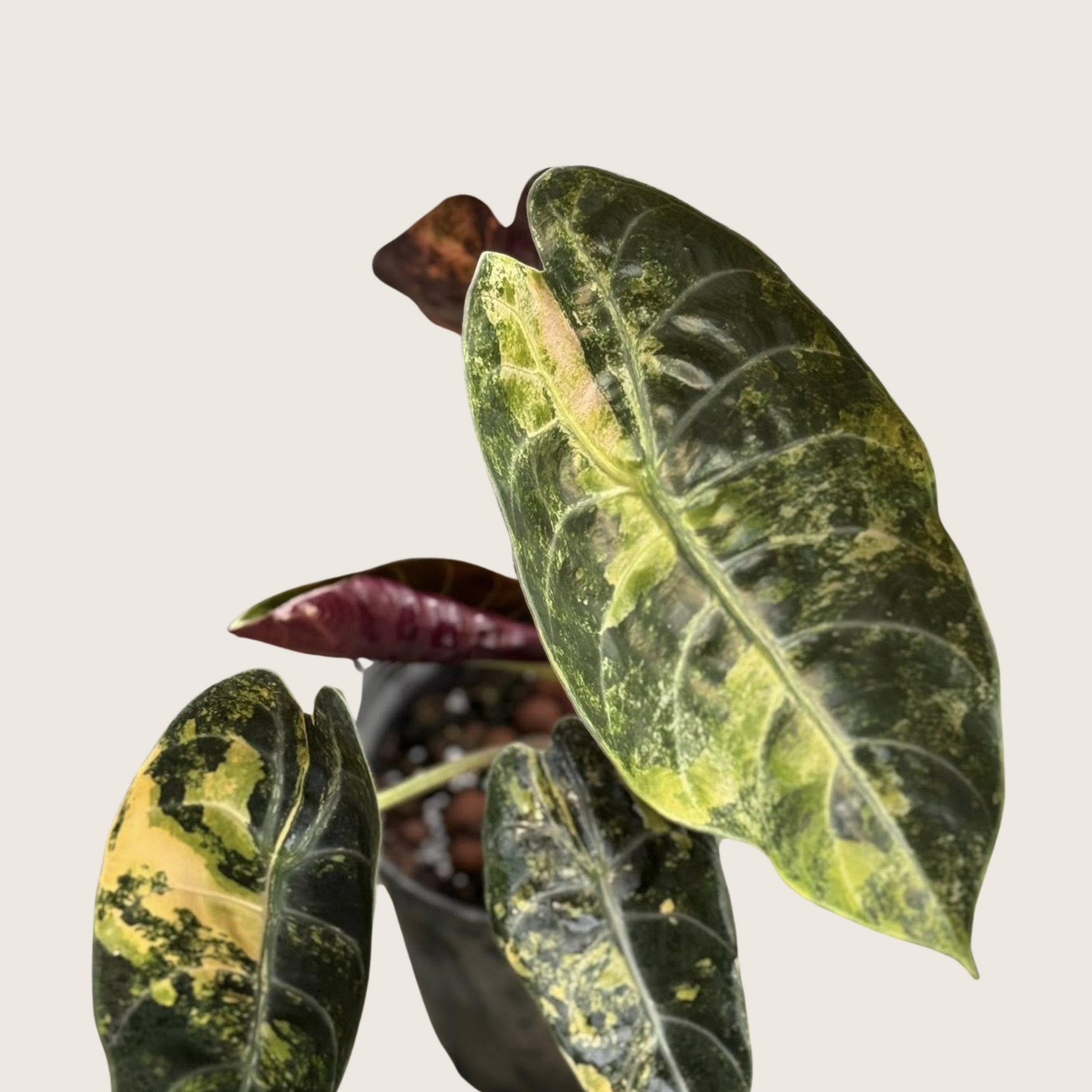 (NEW) Alocasia Sedenii Aurea Tissue Culture - Grower's Choice