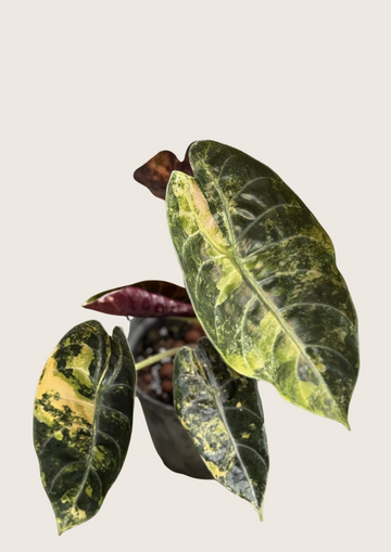 (NEW) Alocasia Sedenii Aurea Tissue Culture - Grower's Choice