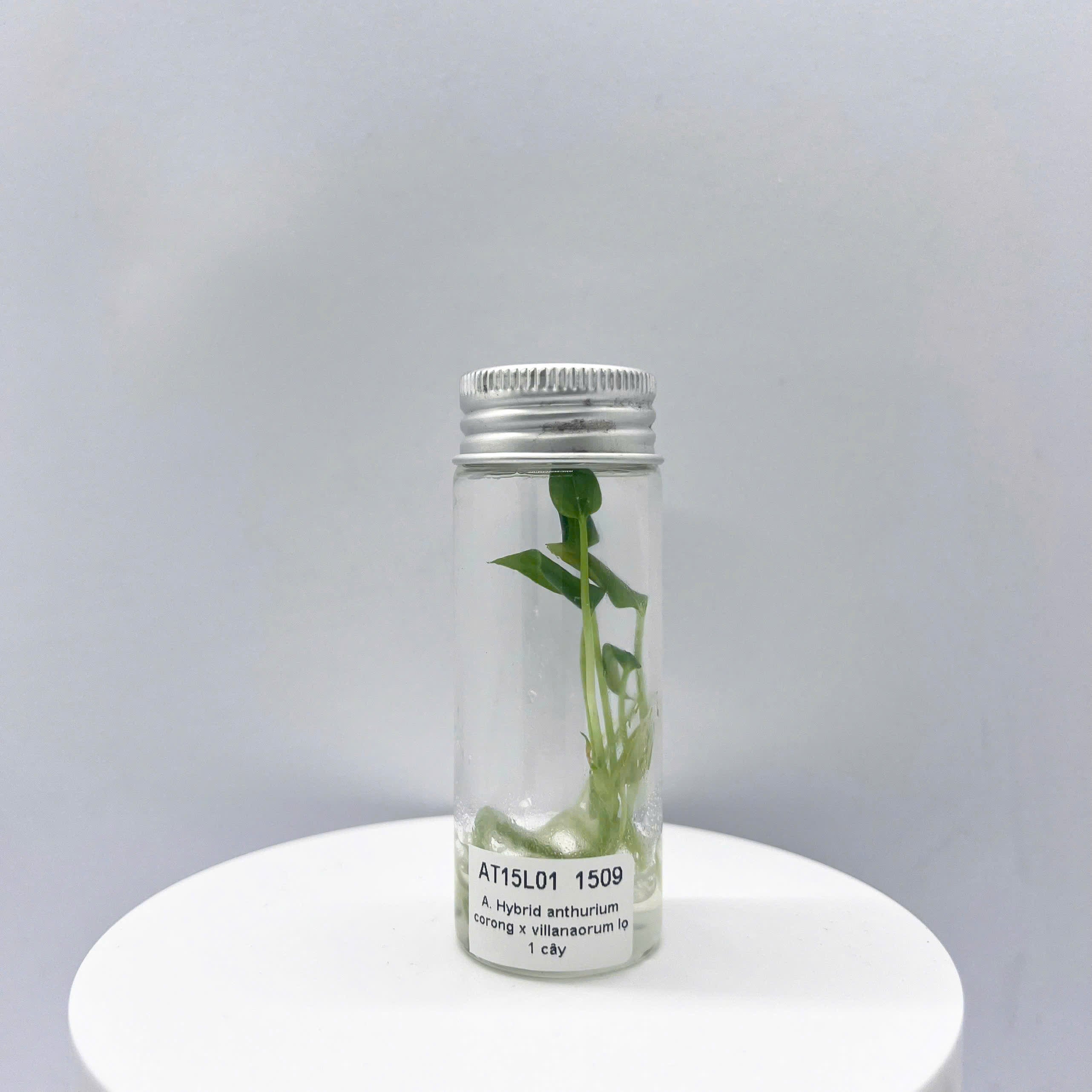 Anthurium corong x Anthurium villenaorum Tissue Culture